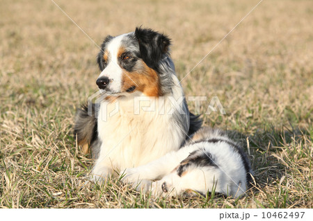Beautiful Australian Shepherd Dog with its puppy Beautiful Australian Shepherd Dog with its puppy 10462497