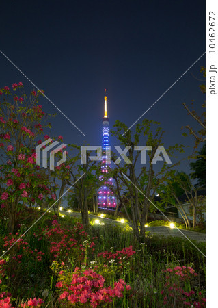 星条旗色にライトアップする東京タワー オバマ米大統領来日 星条旗色にライトアップする東京タワー オバマ米大統領来日 10462672