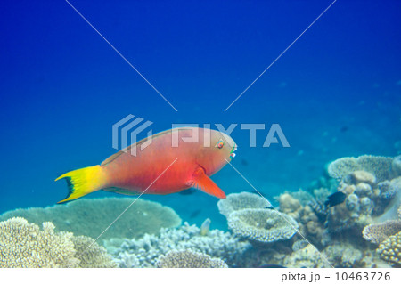 Indian ocean. .Fishes in corals. Indian ocean. .Fishes in corals. 10463726