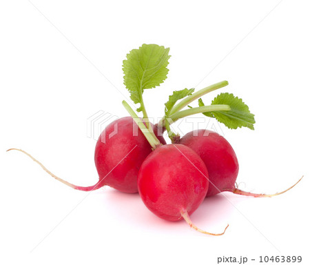 Small garden radish Small garden radish 10463899