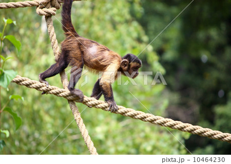 Capuchin monkey 10464230