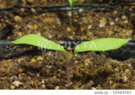 ナスの発芽 10464365