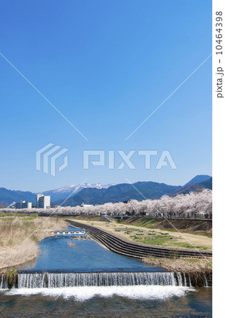 馬見ヶ崎川河畔の桜 10464398