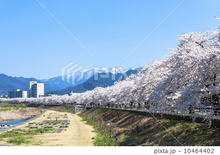 馬見ヶ崎川河畔の桜 10464402
