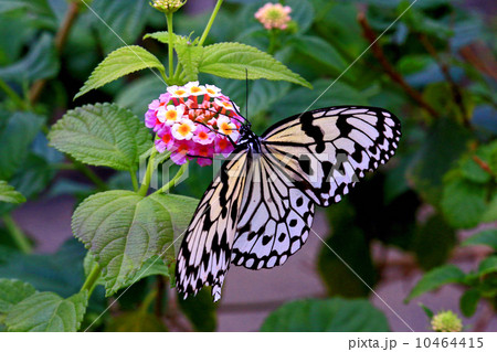 蝶々 10464415