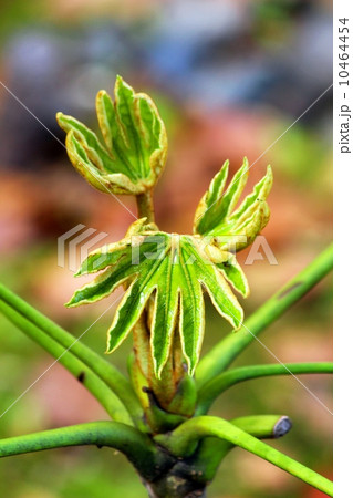 ヤツデの若葉 10464454