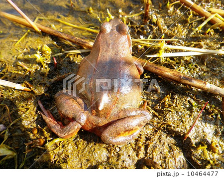 エゾアカガエルの後ろ姿 10464477