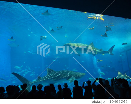 美ら海水族館 美ら海水族館 10465242