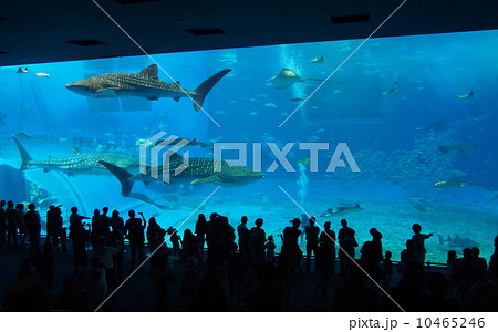 美ら海水族館 美ら海水族館 10465246