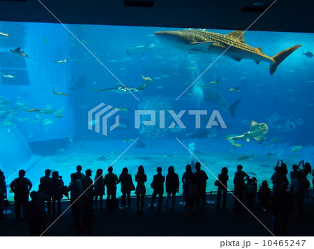 美ら海水族館 美ら海水族館 10465247