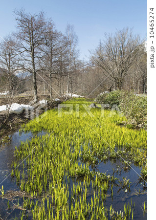 上高地　早春 10465274