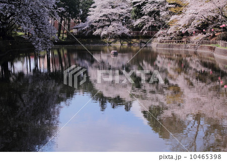 間々田八幡宮の桜 10465398