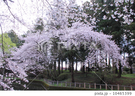 間々田八幡宮の桜 間々田八幡宮の桜 10465399