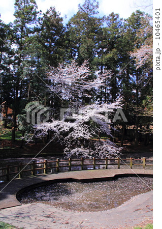 間々田八幡宮の桜 間々田八幡宮の桜 10465401