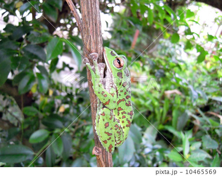 カモフラージュしているモリアオガエル 10465569