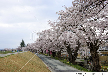 長井市の最上川堤防千本桜 長井市の最上川堤防千本桜 10465642