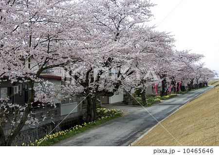 長井市の最上川堤防千本桜 長井市の最上川堤防千本桜 10465646