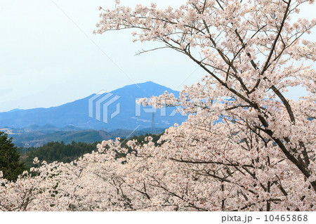 笠置山とさくら 10465868