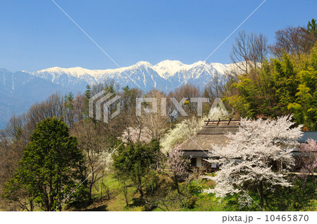 桜の咲く茅葺の家と中央アルプス 10465870