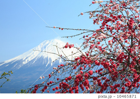 花桃と富士山 花桃と富士山 10465871