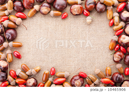 assorted acorns, chestnuts and dogrose frame on fabric texture b assorted acorns, chestnuts and dogrose frame on fabric texture b 10465906
