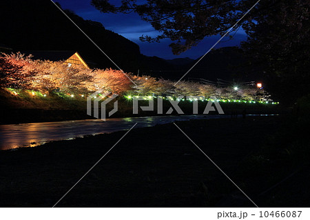 河津川ライトアップ 10466087