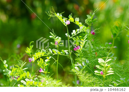 4月花　カラスノエンドウ・マメ科17 10466162
