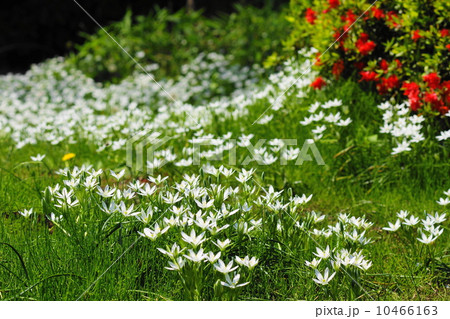 4月花　オオアマナ・ユリ科04花畑 10466163