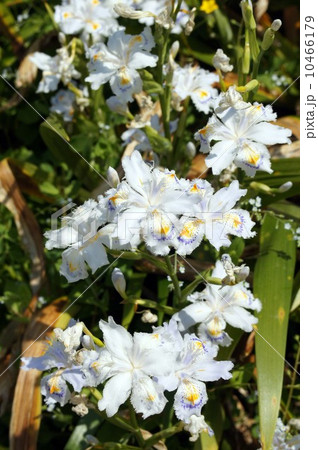 シャガの花 10466179