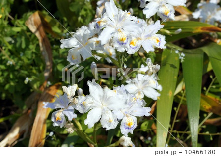 シャガの花 10466180