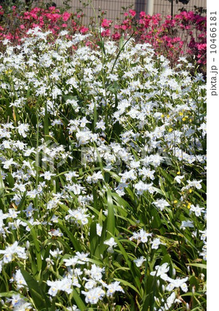 シャガの花 シャガの花 10466181