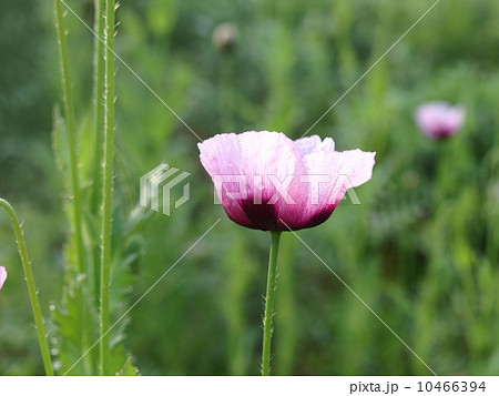 紫色のポピーの花(クローズアップ 横位置) 紫色のポピーの花(クローズアップ 横位置) 10466394
