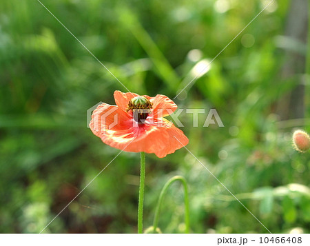 オレンジ色のポピーの花(クローズアップ 横位置) オレンジ色のポピーの花(クローズアップ 横位置) 10466408
