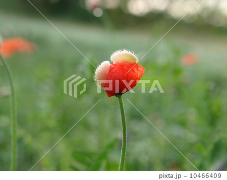オレンジ色のポピーの花（クローズアップ　横位置） 10466409