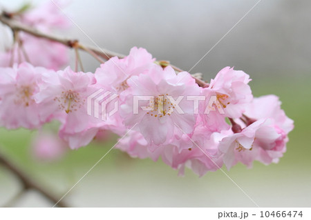枝垂桜 10466474