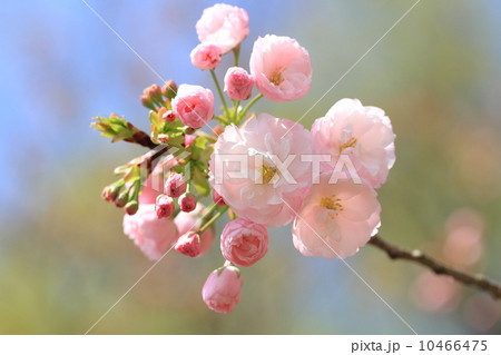 八重桜 10466475