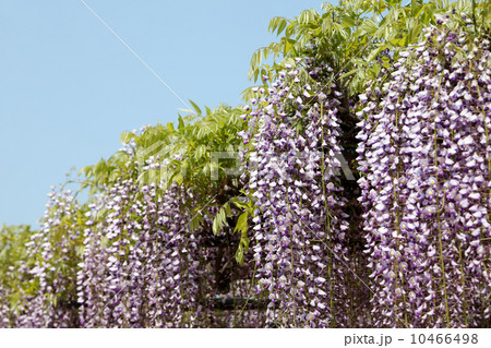 藤の花 10466498