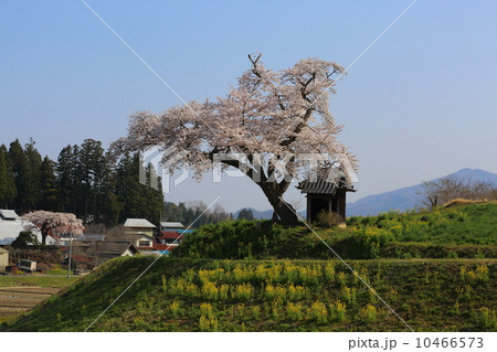 小沢の桜 小沢の桜 10466573