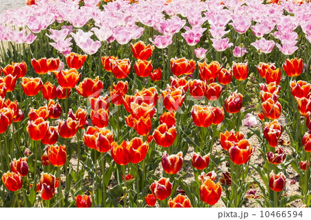 チューリップ チューリップ 10466594