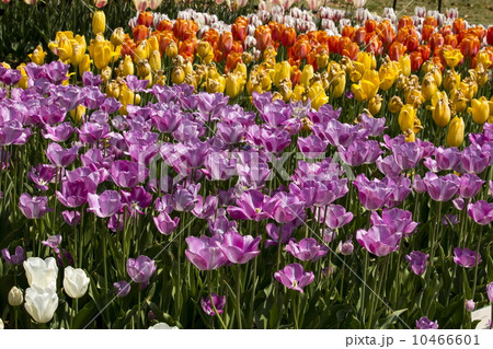 チューリップ 10466601