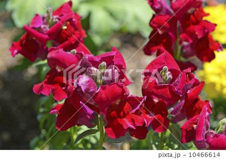 キンギョソウ(金魚草) キンギョソウ(金魚草) 10466614