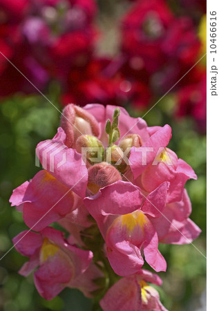 キンギョソウ(金魚草) キンギョソウ(金魚草) 10466616