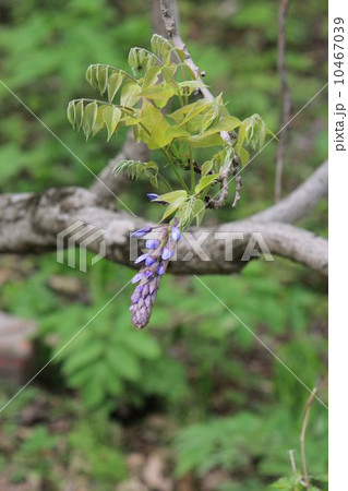 ヤマフジ 10467039