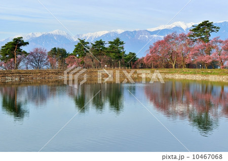 六道の堤のサクラ 10467068