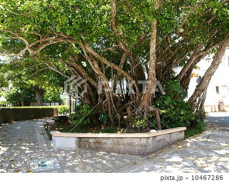 母島のガジュマル 10467286