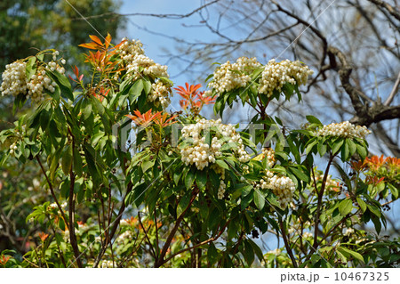向島百花園・アセビ ツツジ科 向島百花園・アセビ ツツジ科 10467325