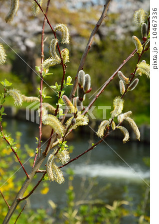向島百花園・フリソデヤナギ　ヤナギ科 10467336