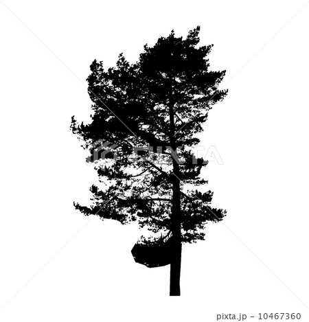 Tree Silhouette Isolated on White Backgorund. Vecrtor Illustrati 10467360