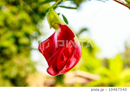 red agasta on tree red agasta on tree 10467540