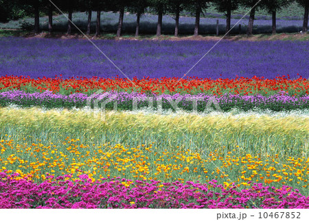彩花の丘 彩花の丘 10467852